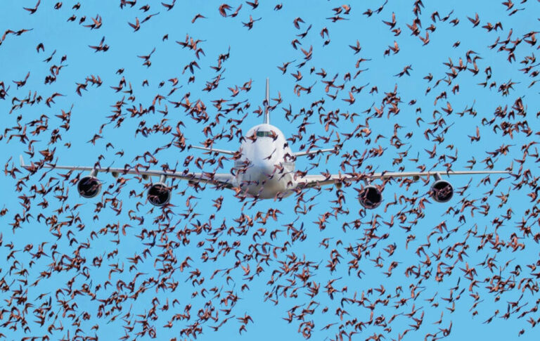 page-2-An-airplane-flying-in-the-sky-and-surrounded-by-a-flock-of-birds-1080x682.jpg