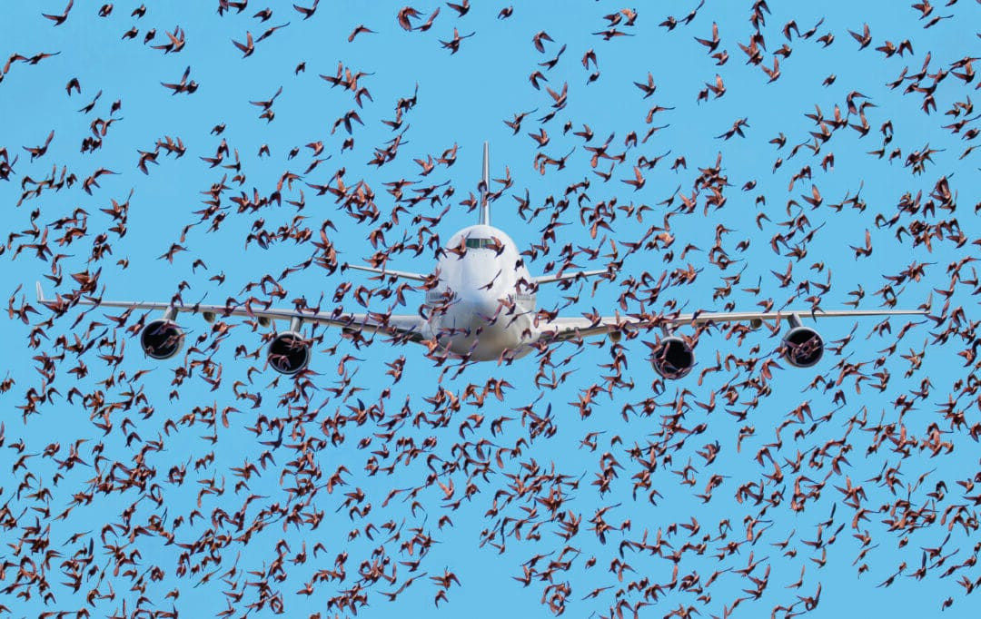 page-2-An-airplane-flying-in-the-sky-and-surrounded-by-a-flock-of-birds-1080x682.jpg